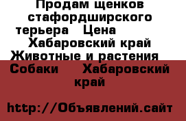 Продам щенков стафордширского терьера › Цена ­ 5 000 - Хабаровский край Животные и растения » Собаки   . Хабаровский край